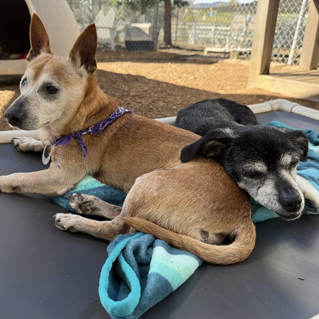 Barley — thumbnail 2