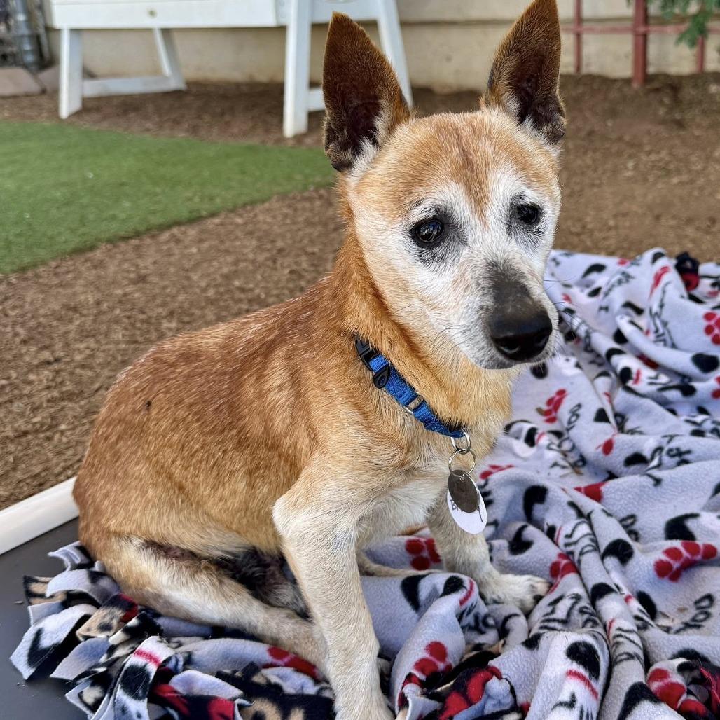Enlarge Barley, a Adoptable Chihuahua in Ramona, CA image 3/6