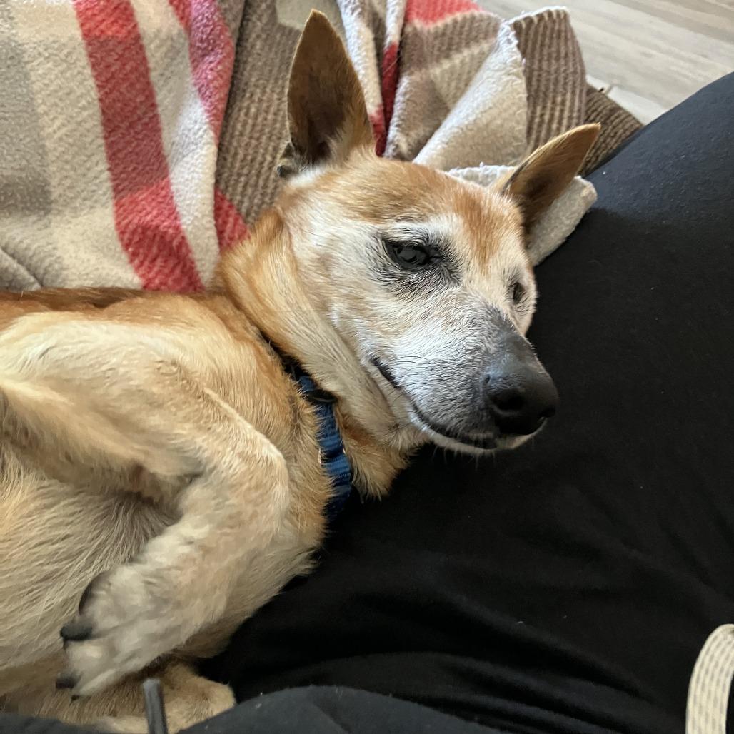 Barley — thumbnail 3