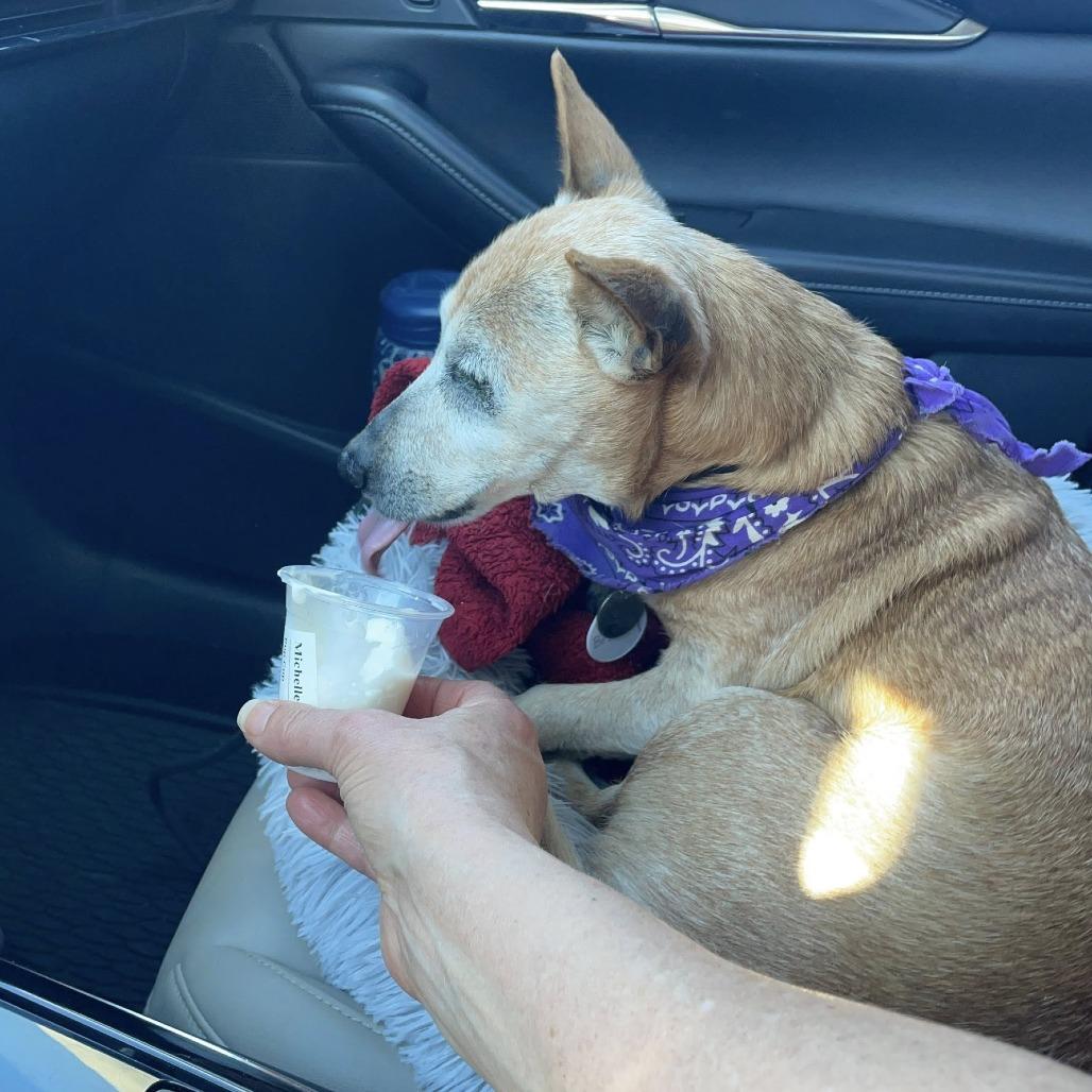 Enlarge Barley, a Adoptable Chihuahua in Ramona, CA image 2/6