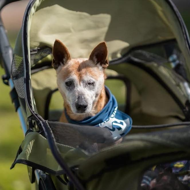 Enlarge Barley, a Adoptable Chihuahua in Ramona, CA image 4/6