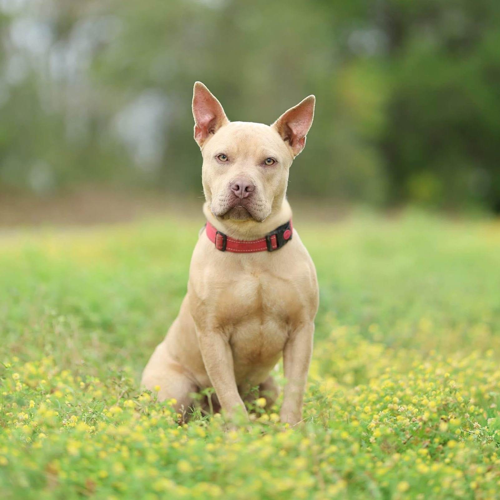 Enlarge Baxter, a Adoptable mixed breed in Hagerstown, MD image 1/3