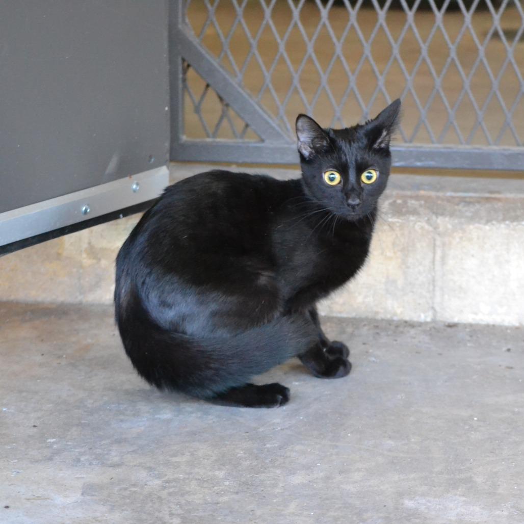 Twitch, Adoptable, Young Female Domestic Short Hair.