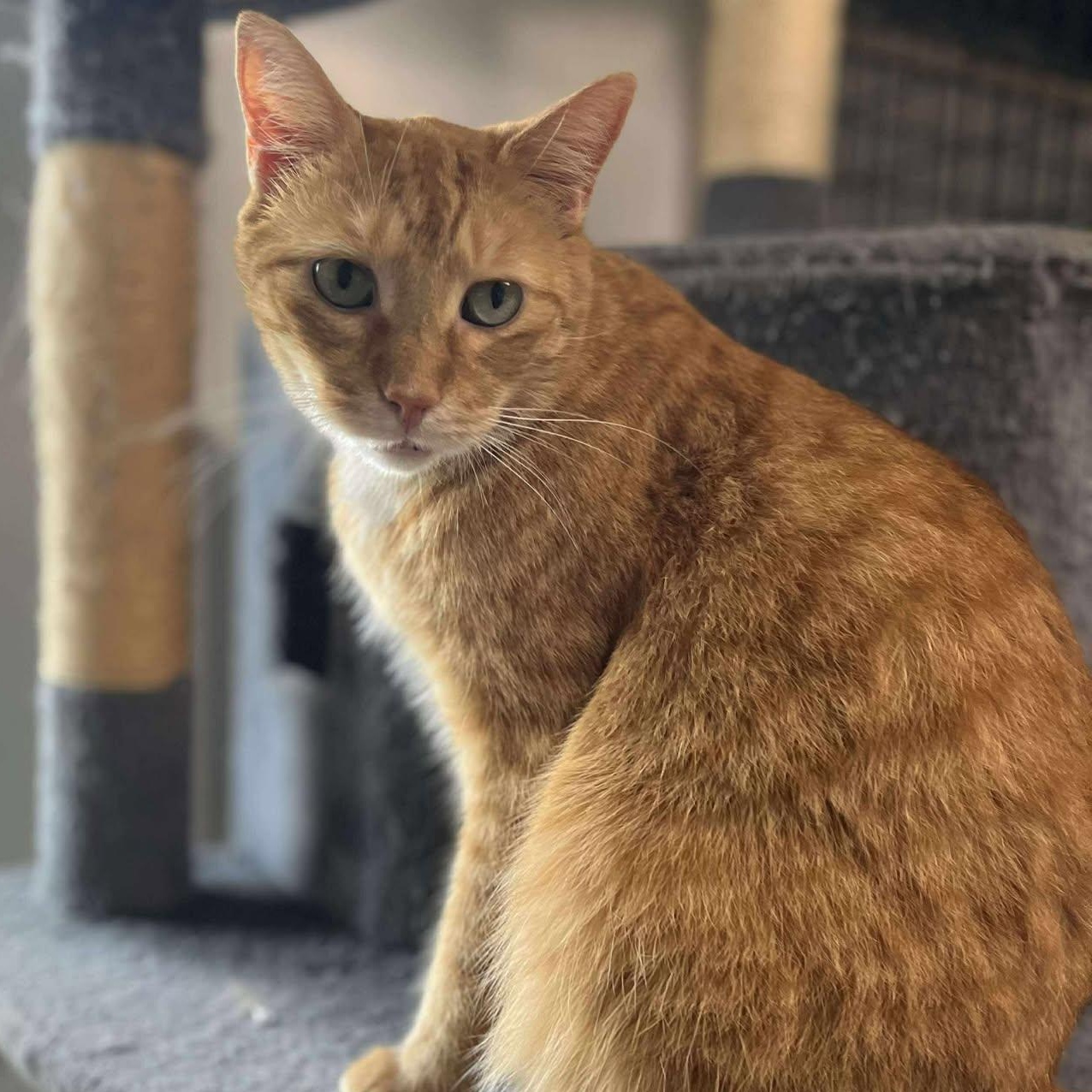 Gus, a Adoptable Tabby image 2/3