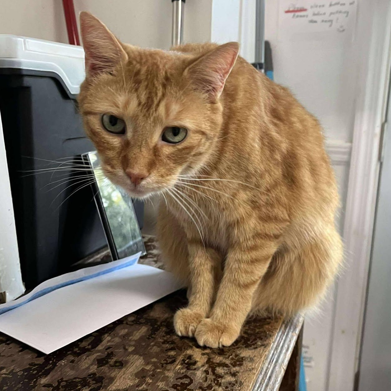 Gus, a Adoptable Tabby image 3/3