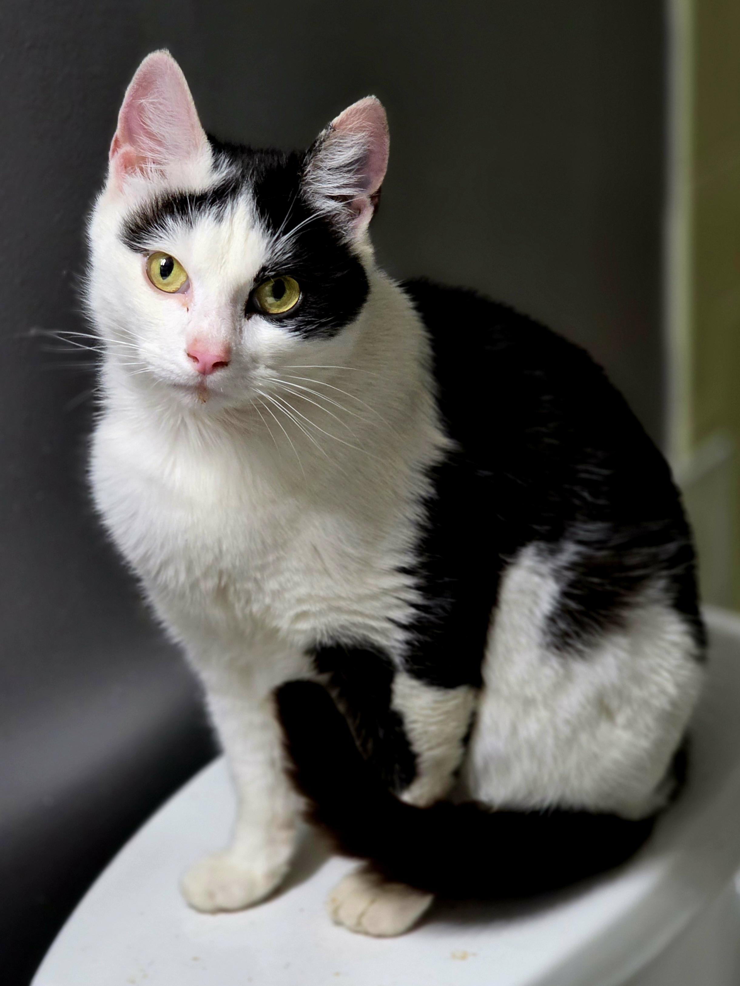 Enlarge Lady Ragnhild AKA "Ragna", a ADOPTABLE Domestic Short Hair in Johnson City, TN image 1/1