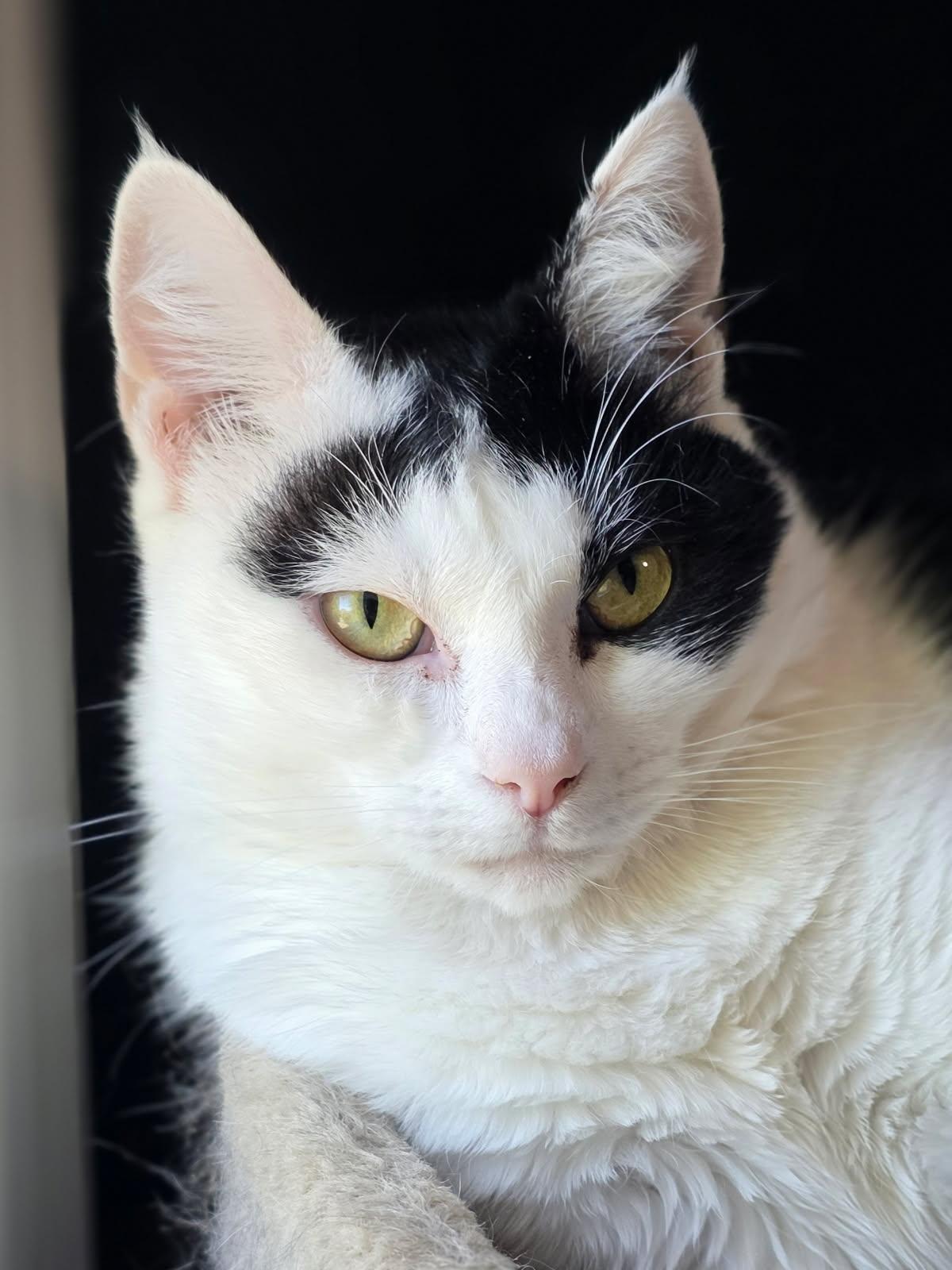 Lady Ragnhild AKA "Ragna", ADOPTABLE, Adult Female Domestic Short Hair.