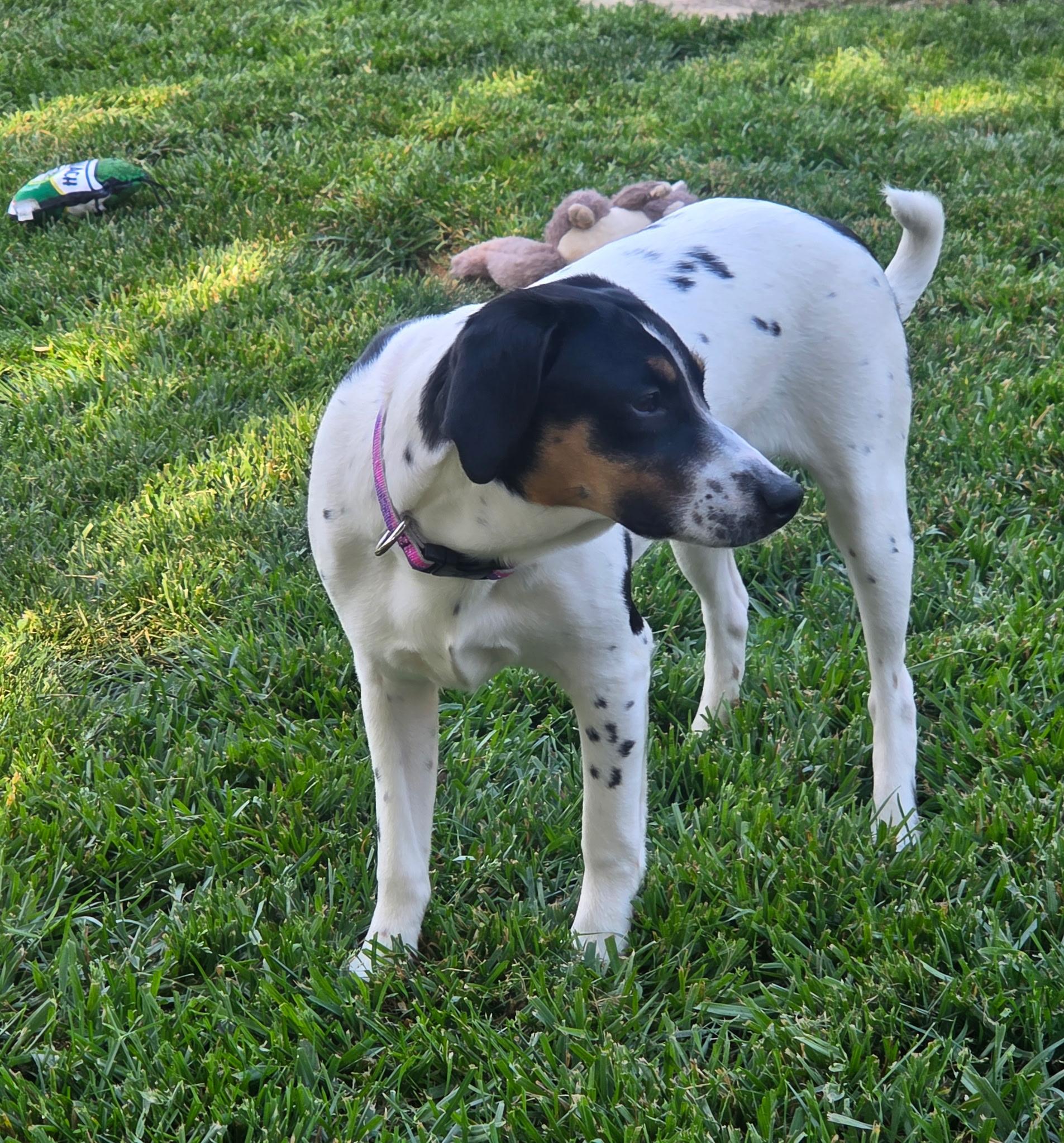 Enlarge Molly, a ADOPTABLE mixed breed in Jeffersonville, IN image 4/4