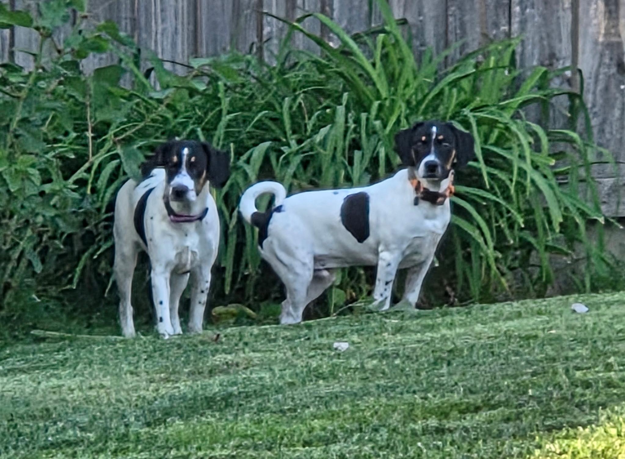 Enlarge Molly, a ADOPTABLE mixed breed in Jeffersonville, IN image 3/4