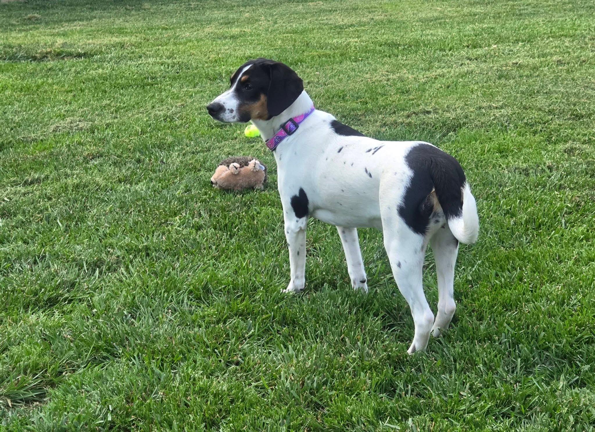Enlarge Molly, a ADOPTABLE mixed breed in Jeffersonville, IN image 2/4