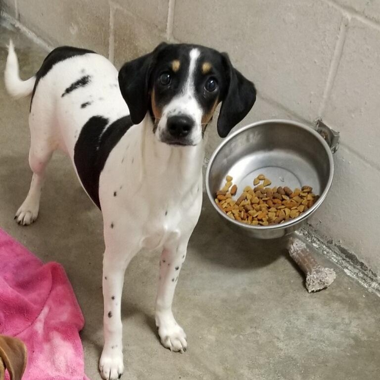 Molly, ADOPTABLE, Puppy Female Beagle.