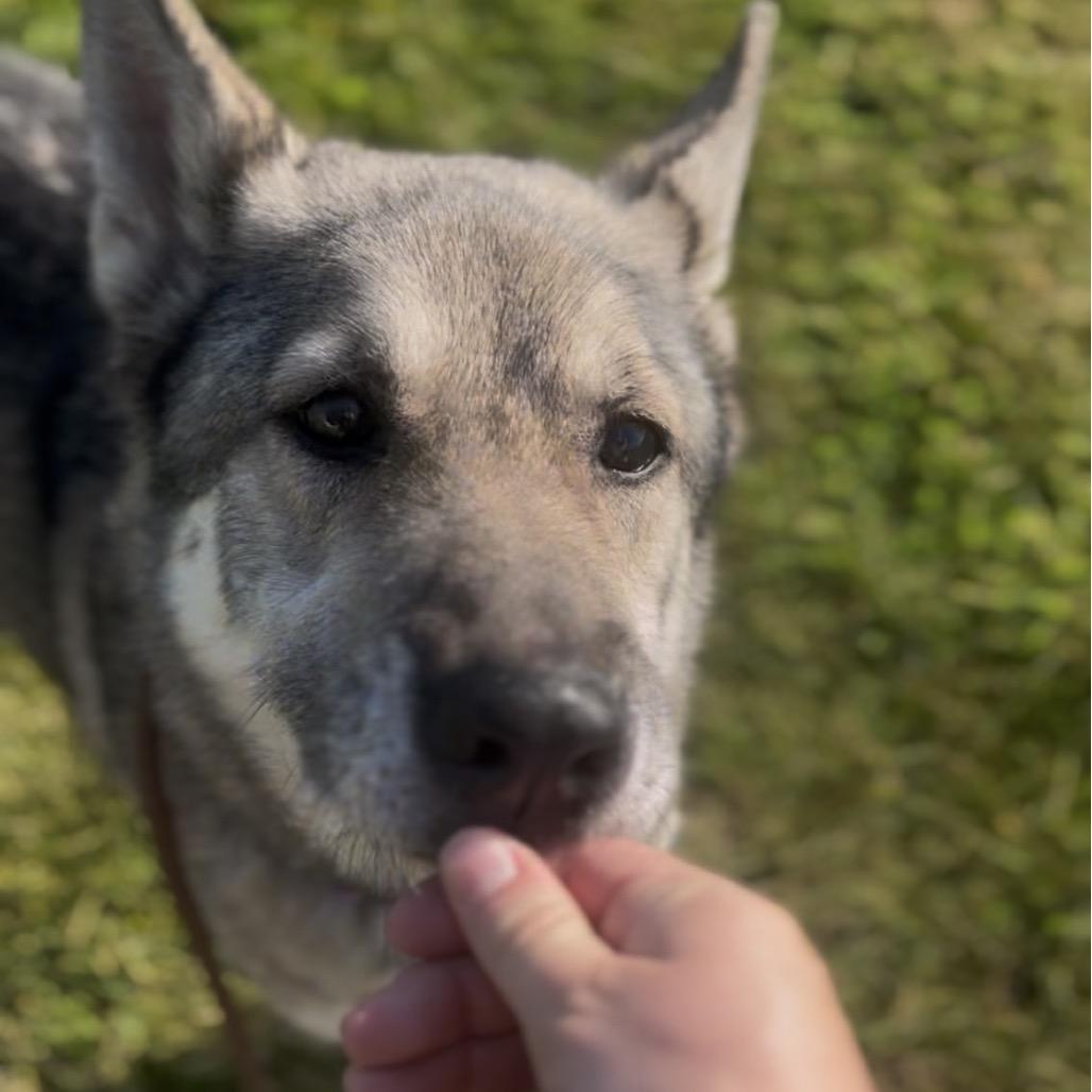 Enlarge Willow, a Adoptable mixed breed in Marysville, OH image 2/5