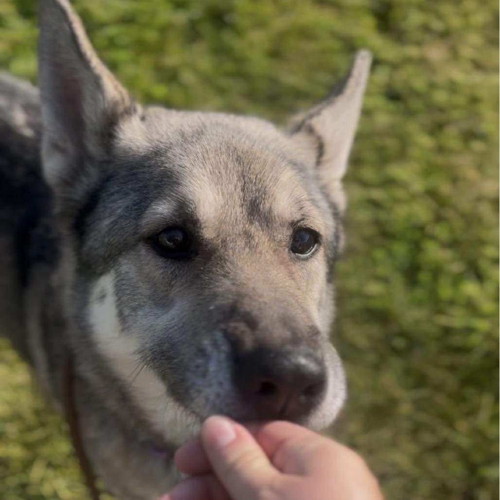 Enlarge Willow, a Adoptable mixed breed in Marysville, OH image 3/5