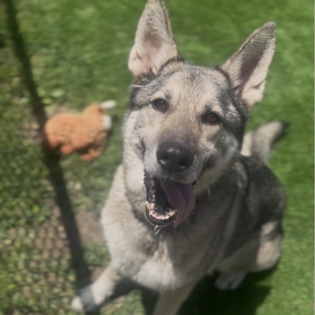 Enlarge Willow, a Adoptable mixed breed in Marysville, OH image 4/5