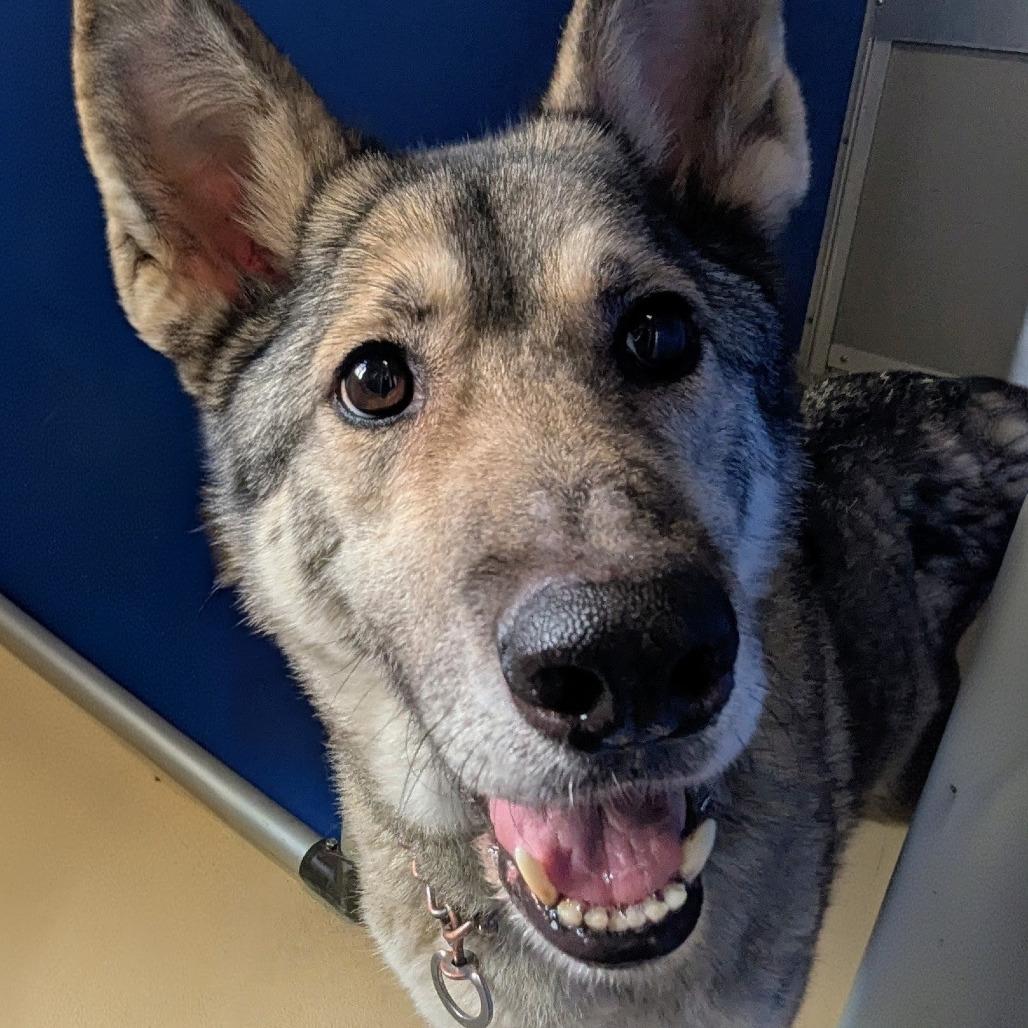 Enlarge Willow, a Adoptable mixed breed in Marysville, OH image 5/5