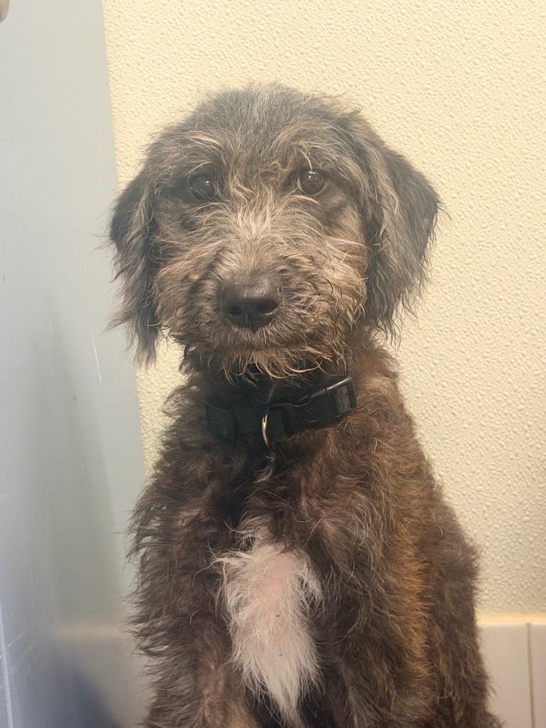 Willow, Adoptable, Puppy Female Terrier & Mixed Breed.