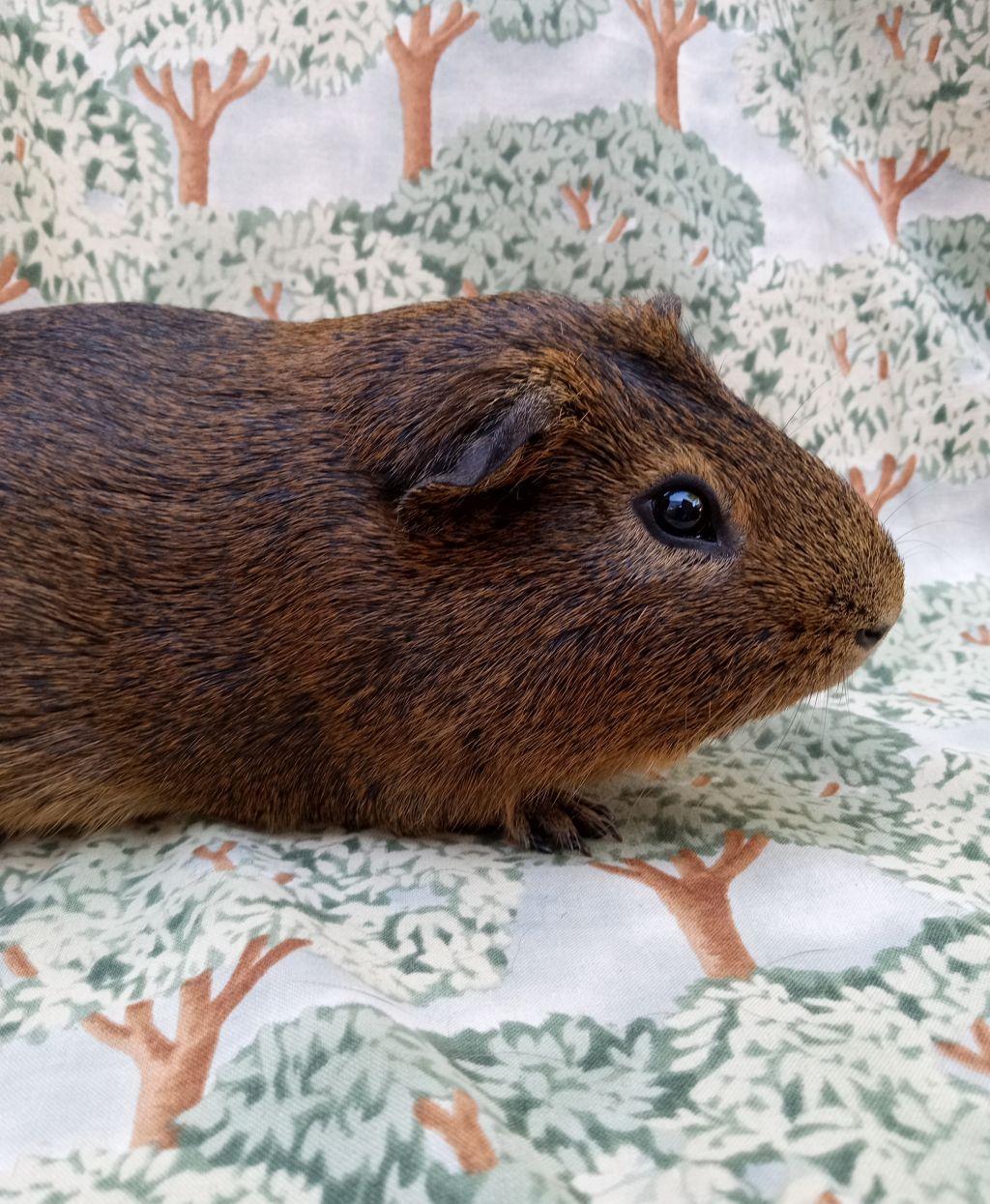 Leo, adopted, Adult Male Guinea Pig.