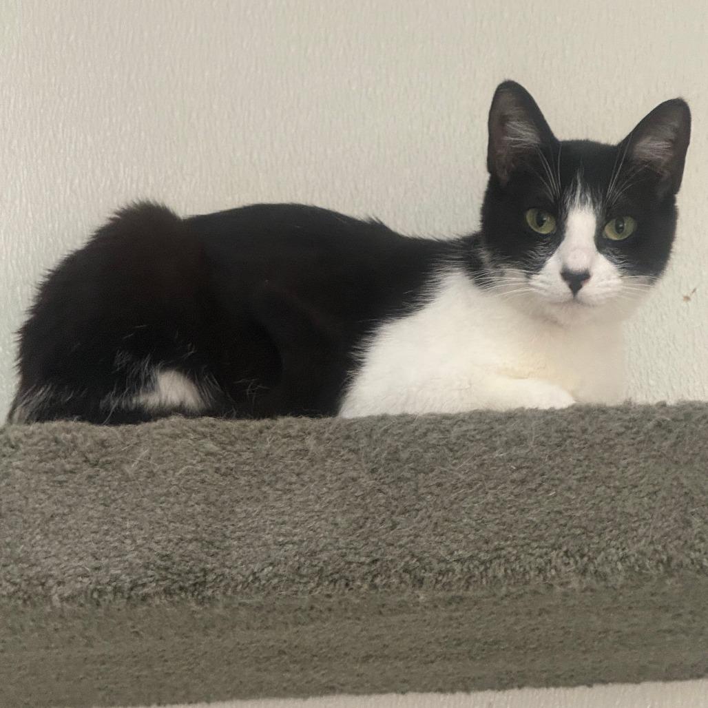 Clare, a Adoptable Domestic Medium Hair in Fort Bragg, CA image 1/3