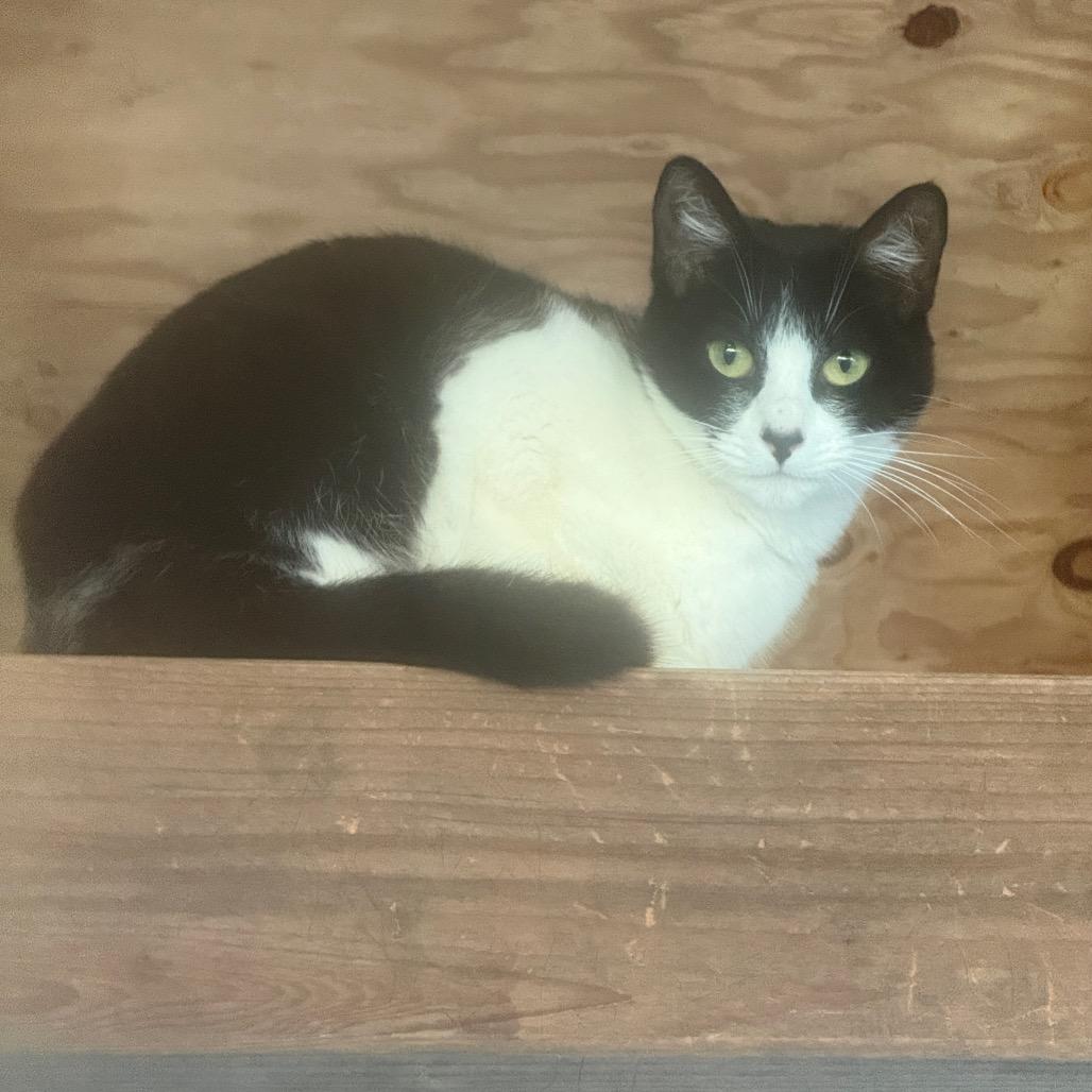 Clare, Adoptable, Young Female Domestic Medium Hair.