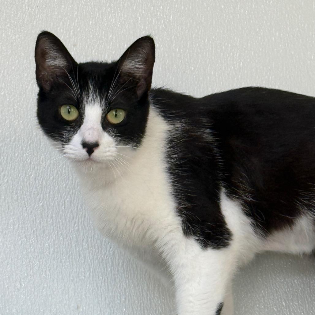 Clare, a Adoptable Domestic Medium Hair in Fort Bragg, CA image 3/3