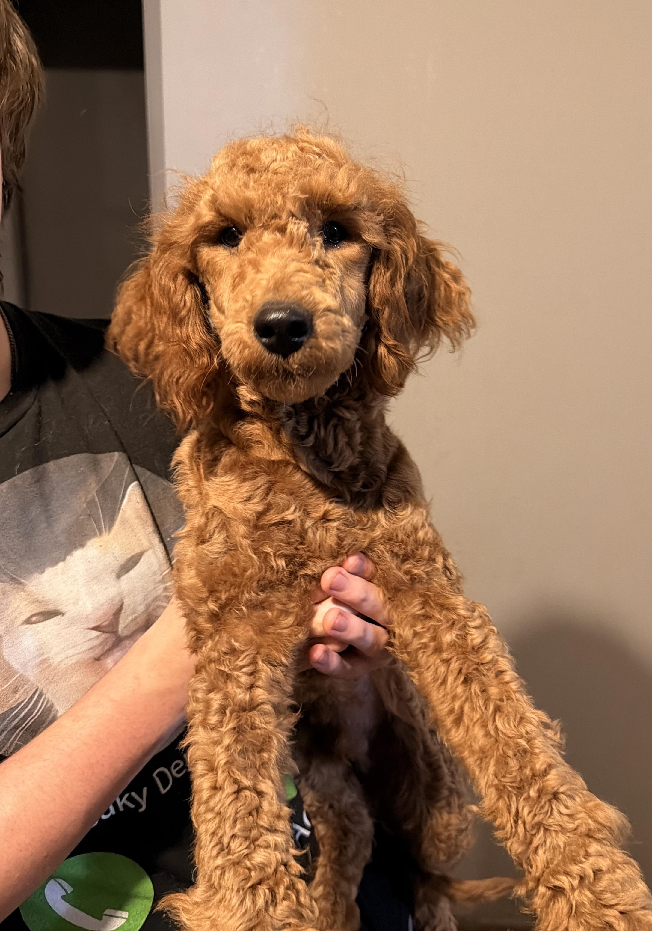 Vino, adopted, Puppy Male Miniature Poodle & Goldendoodle.