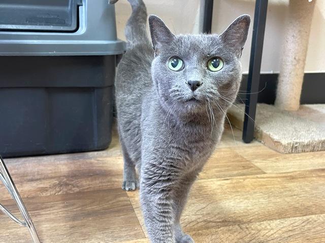 Bleu, Adoptable, Senior Female Domestic Short Hair.