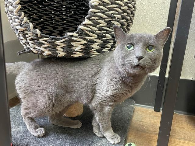 Bleu, Adoptable, Senior Female Domestic Short Hair.