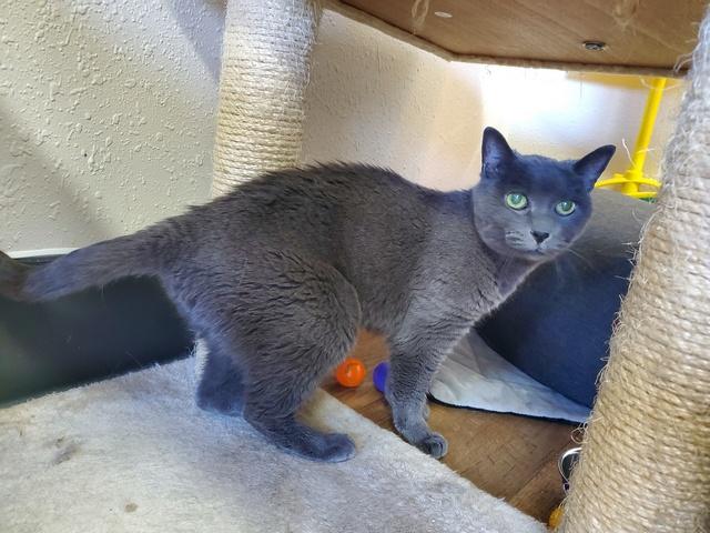 Enlarge Bleu, a Adoptable Domestic Short Hair in Portland, OR image 2/3