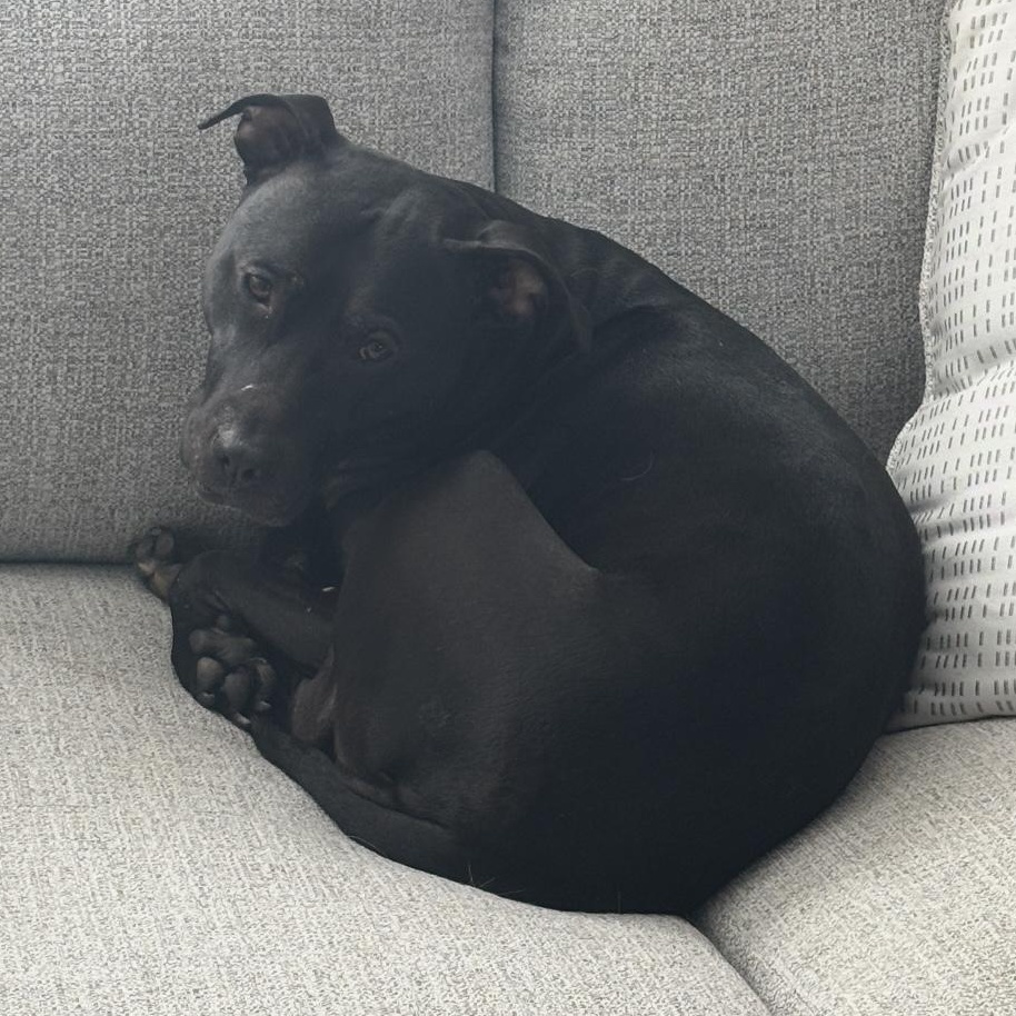 Enlarge Bonnie , a ADOPTABLE mixed breed in South Plainfield, NJ image 5/6