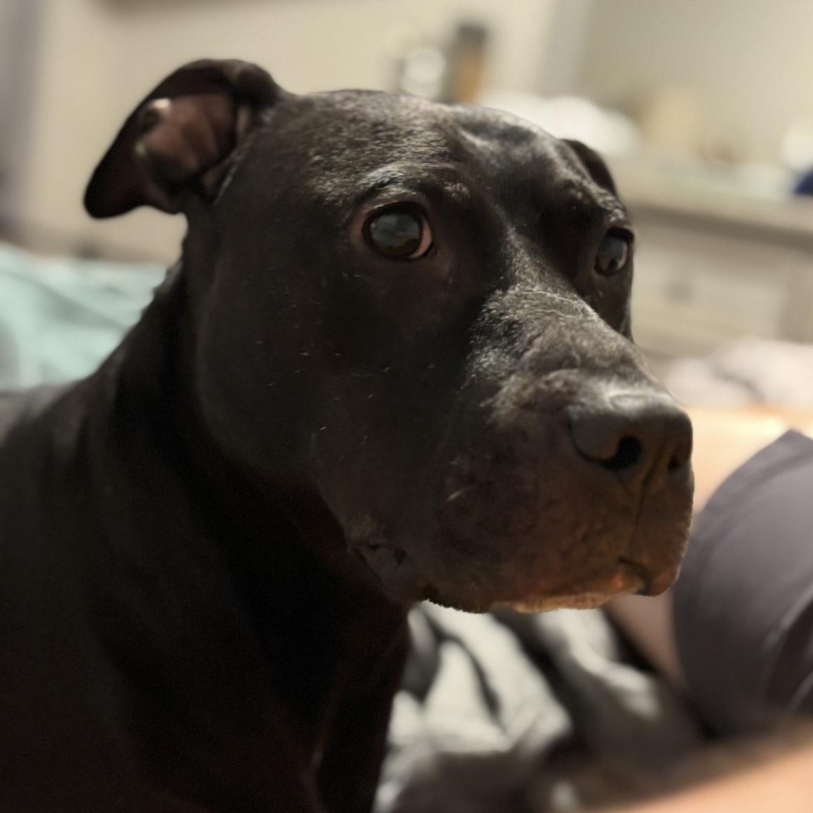 Enlarge Bonnie , a ADOPTABLE mixed breed in South Plainfield, NJ image 3/6