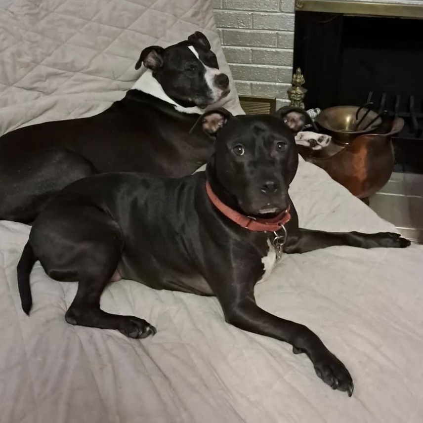 Enlarge Bonnie , a ADOPTABLE mixed breed in South Plainfield, NJ image 4/6