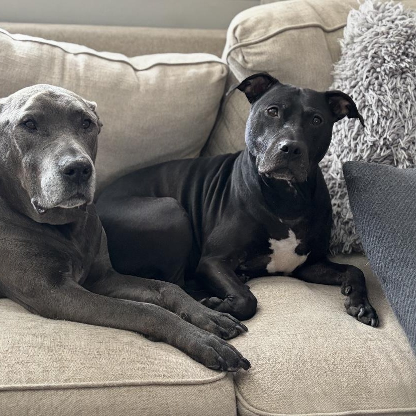 Enlarge Bonnie , a ADOPTABLE mixed breed in South Plainfield, NJ image 2/6