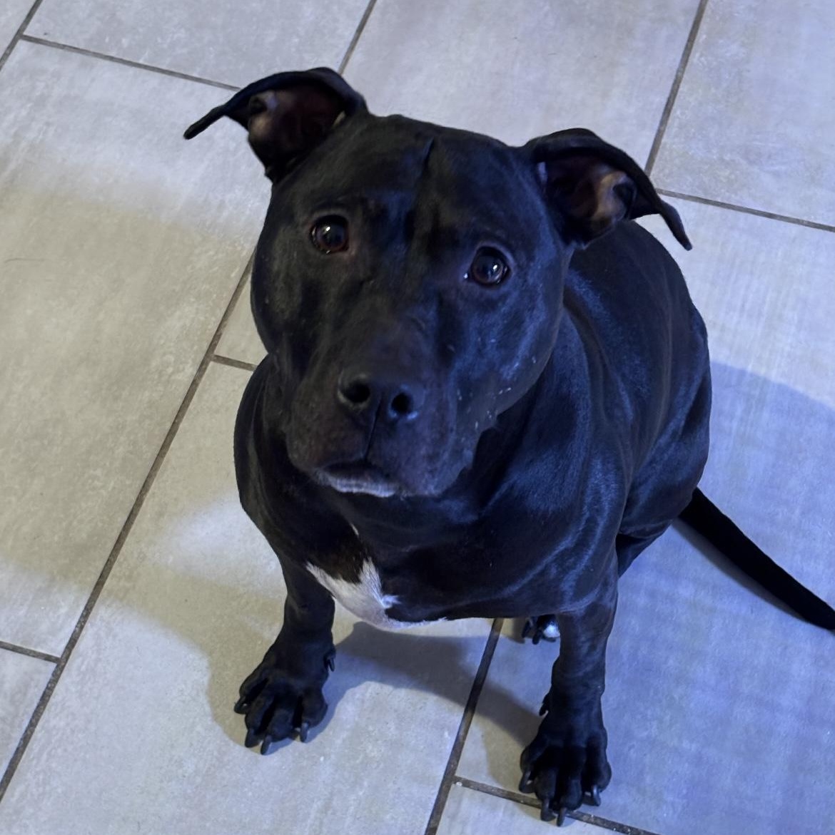 Enlarge Bonnie , a ADOPTABLE mixed breed in South Plainfield, NJ image 1/6