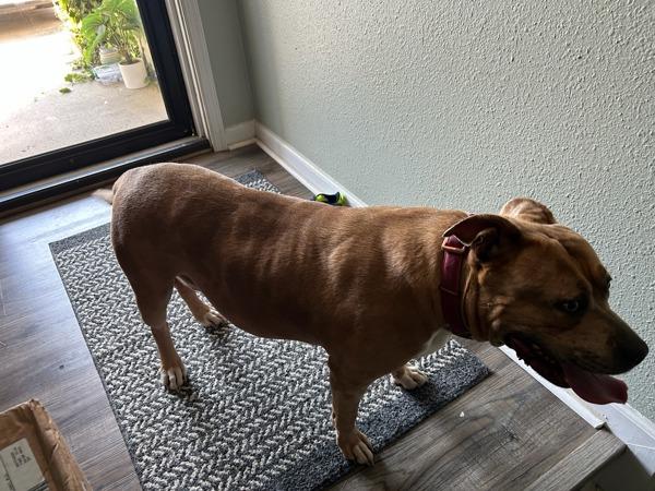 Enlarge Zika, a Adoptable mixed breed in Virginia Beach, VA image 1/1