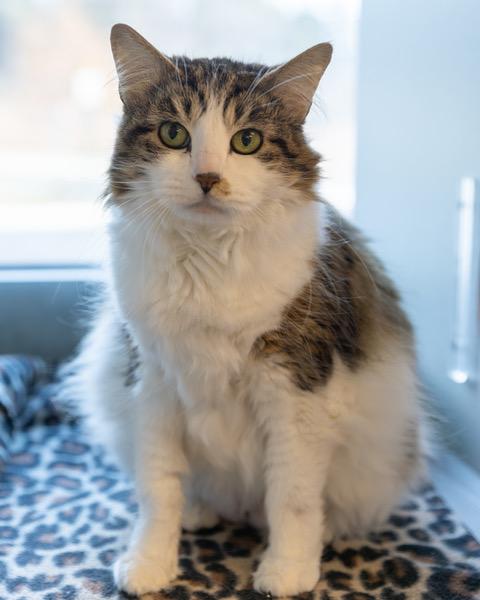 Enlarge FIFI LA FLOOF, a Adoptable Domestic Short Hair in Leesburg, VA image 1/1