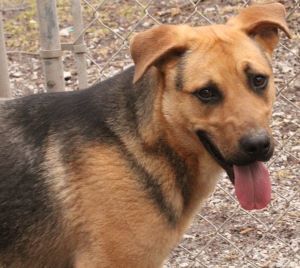 Enlarge Knox, a Adoptable mixed breed in Savannah, MO image 1/1