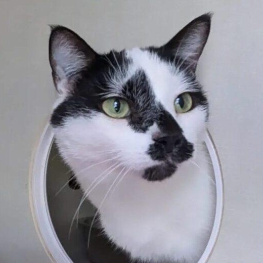 Ferdinand, Adoptable, Adult Male Domestic Short Hair.