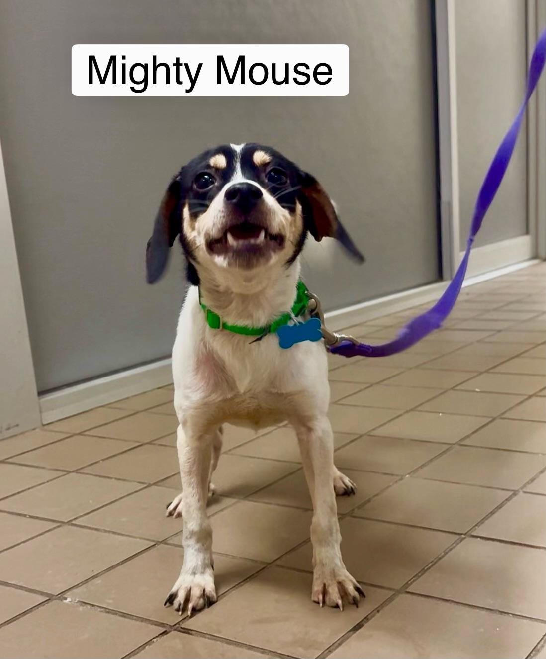 Mighty Mouse thumbnail 2