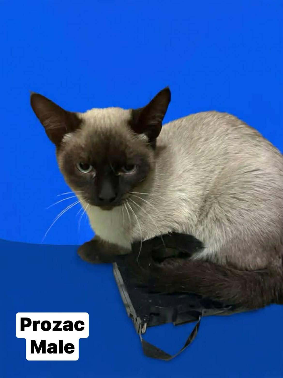Enlarge Prozac , a ADOPTABLE mixed breed in Parma, OH image 1/1