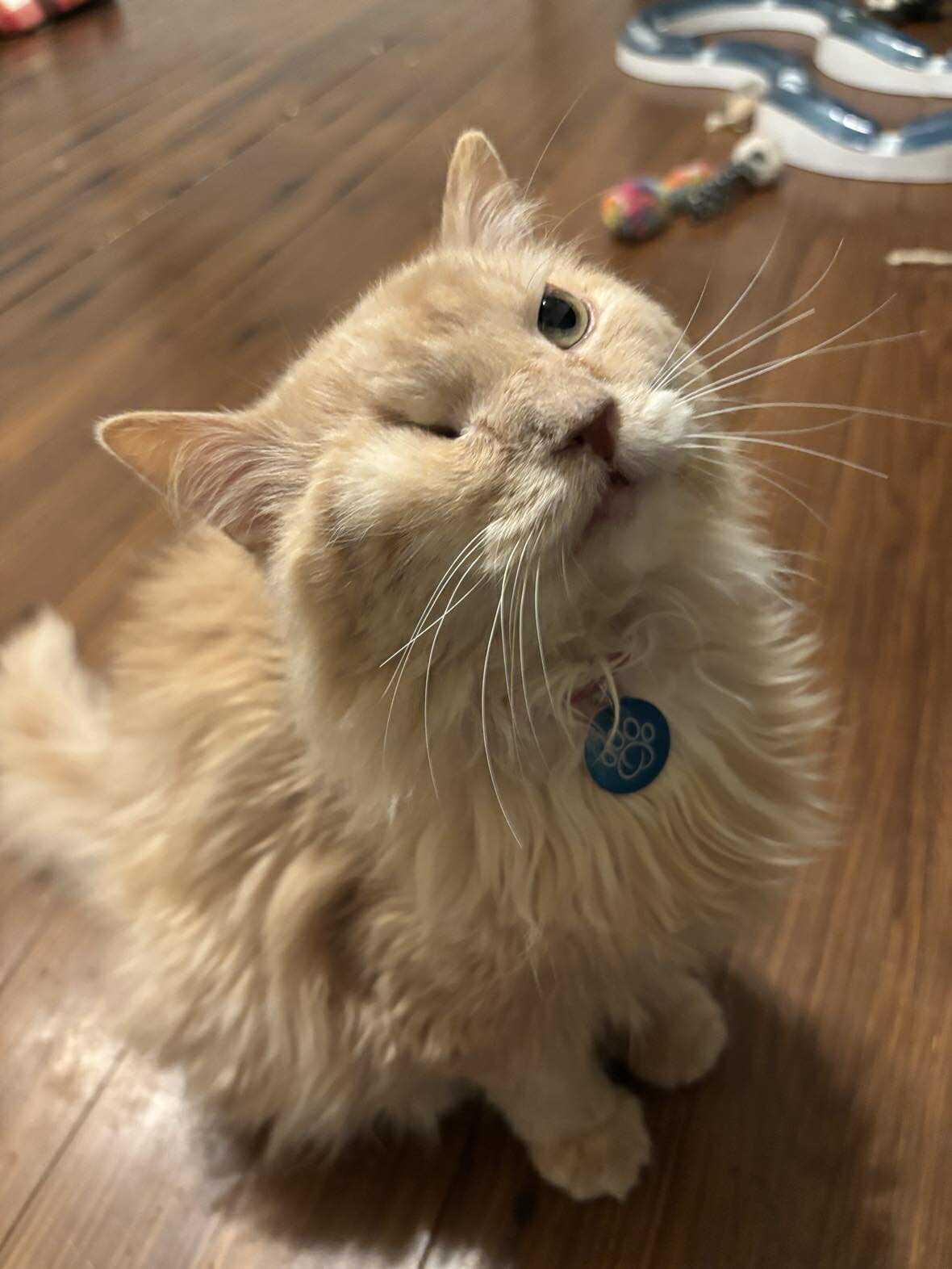 Honey Hot Pepper Pimento Cheese, adopted, Adult Male Domestic Medium Hair.