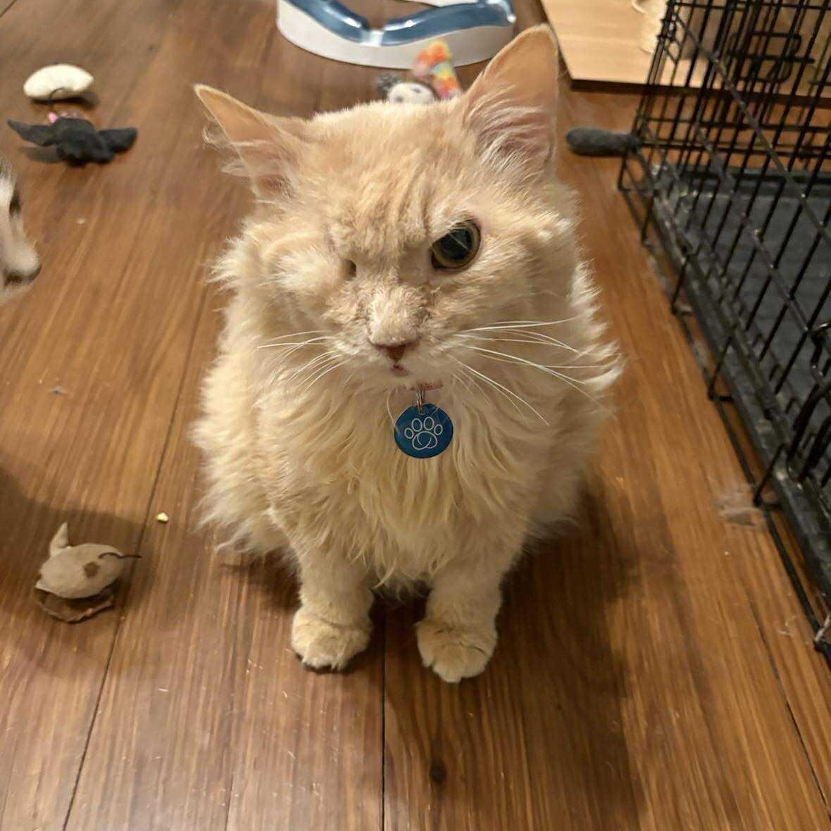 Enlarge Honey Hot Pepper Pimento Cheese, an adopted Domestic Medium Hair in Martinsburg, WV image 2/5