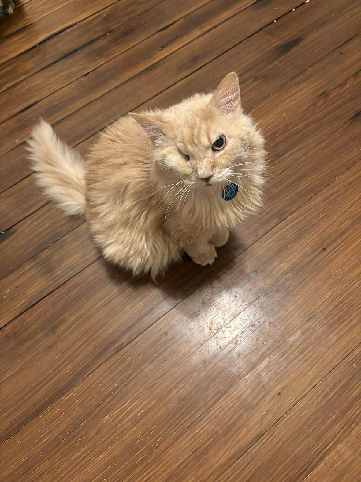 Enlarge Honey Hot Pepper Pimento Cheese, an adopted Domestic Medium Hair in Martinsburg, WV image 3/5