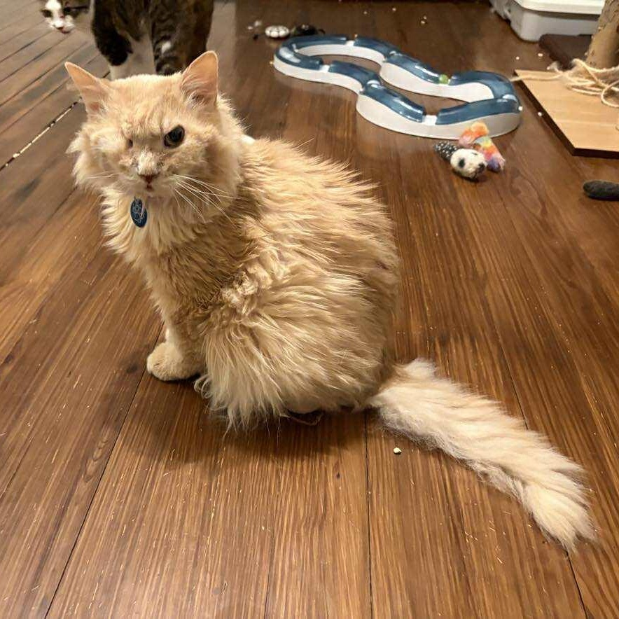 Enlarge Honey Hot Pepper Pimento Cheese, an adopted Domestic Medium Hair in Martinsburg, WV image 4/5