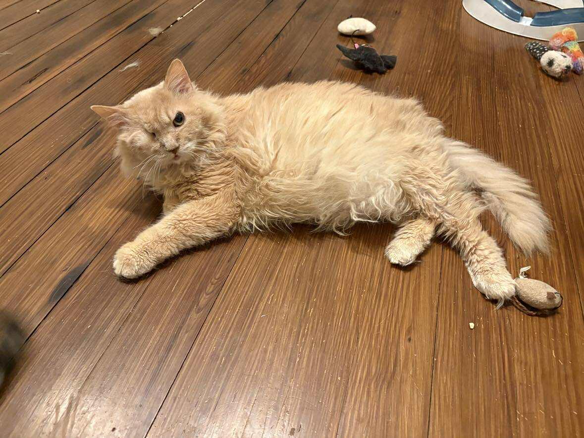 Enlarge Honey Hot Pepper Pimento Cheese, an adopted Domestic Medium Hair in Martinsburg, WV image 5/5