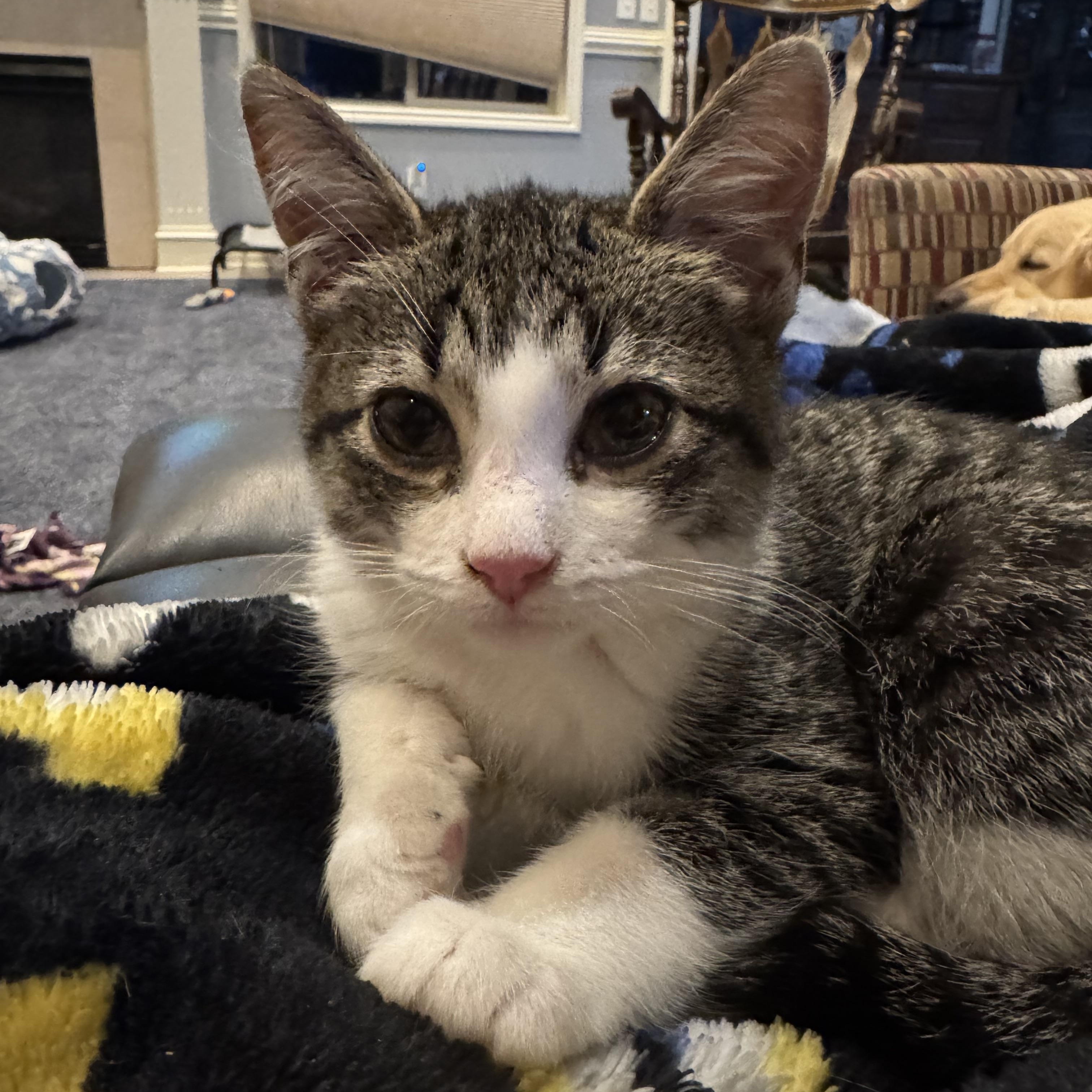 Sunny, ADOPTABLE, Kitten Male Tabby.
