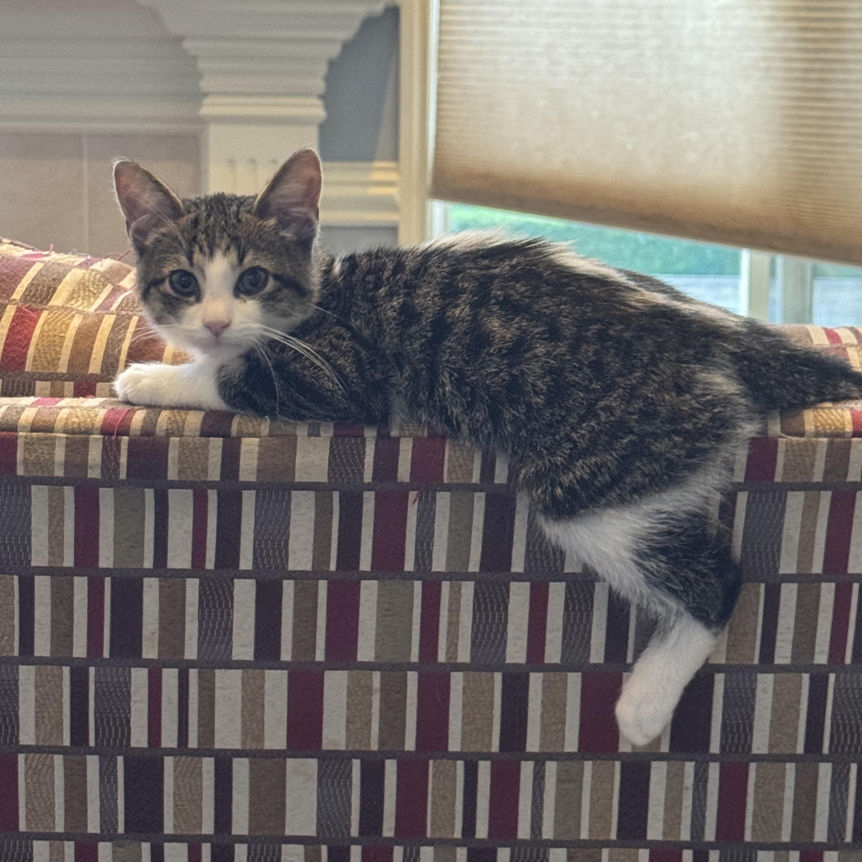 Sunny, a ADOPTABLE Tabby in Macomb, MI image 2/2
