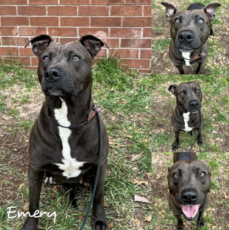 Enlarge Emory, a Adoptable mixed breed in Copiague, NY image 1/1