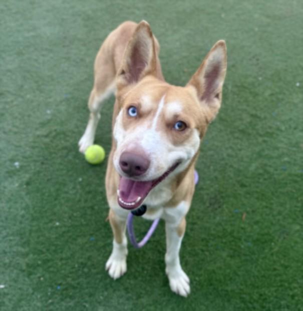 CHAD, Adoptable, Adult Male Mixed Breed.