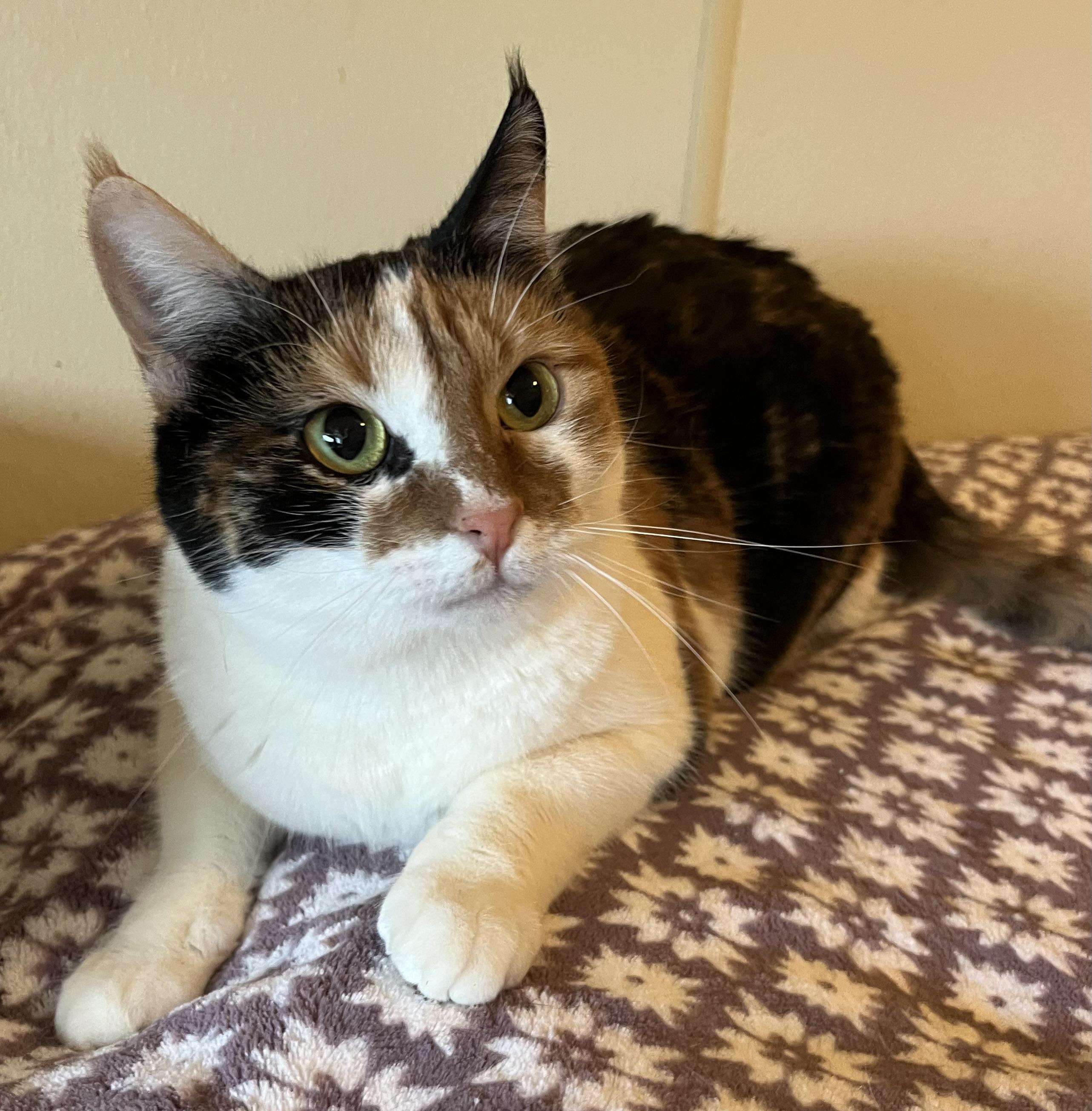 Amirah , a Adoptable Domestic Short Hair in Moline, IL image 1/5