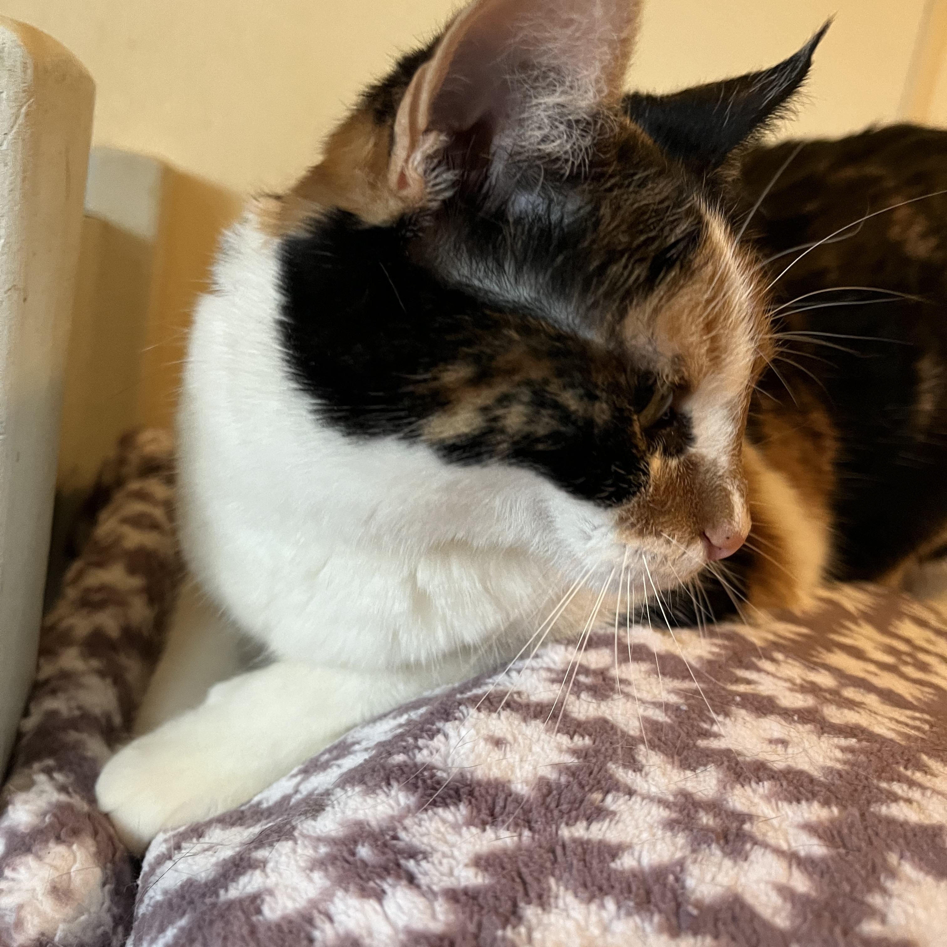 Amirah , a Adoptable Domestic Short Hair in Moline, IL image 4/5